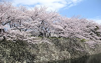 No.235 2009 SPRING