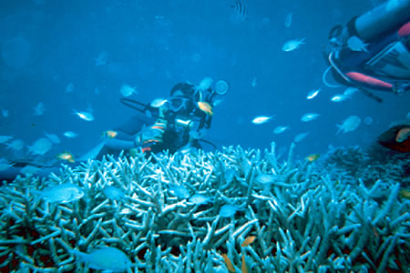 サンゴ礁とダイバー