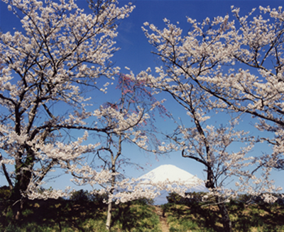 「富士と桜」