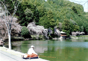 桜で有名な川根町。この野守池も花見の人達でにぎわいます。へら鮒の活性も一段と良くなる頃です。