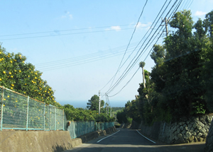 石垣とニューサマーオレンジの道